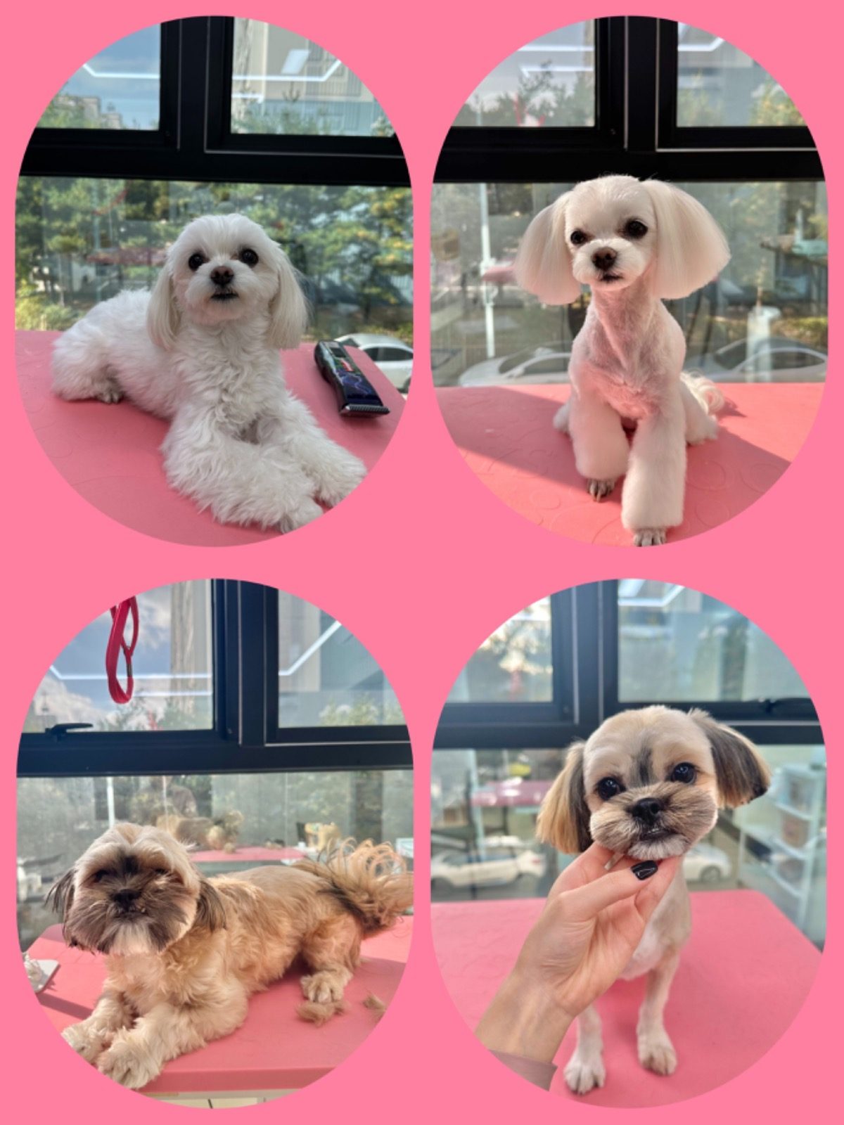 💜두정동 강아지&고양이 미용실 새로 오픈했어요❤️