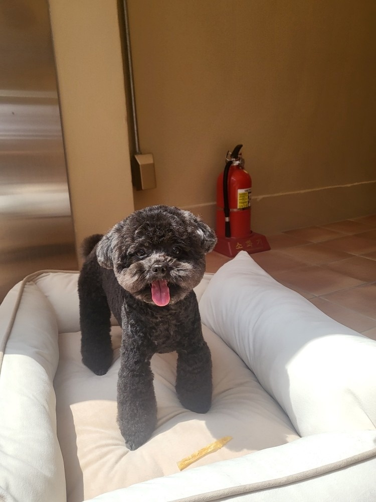 브리앙뚜뚜 picture 2