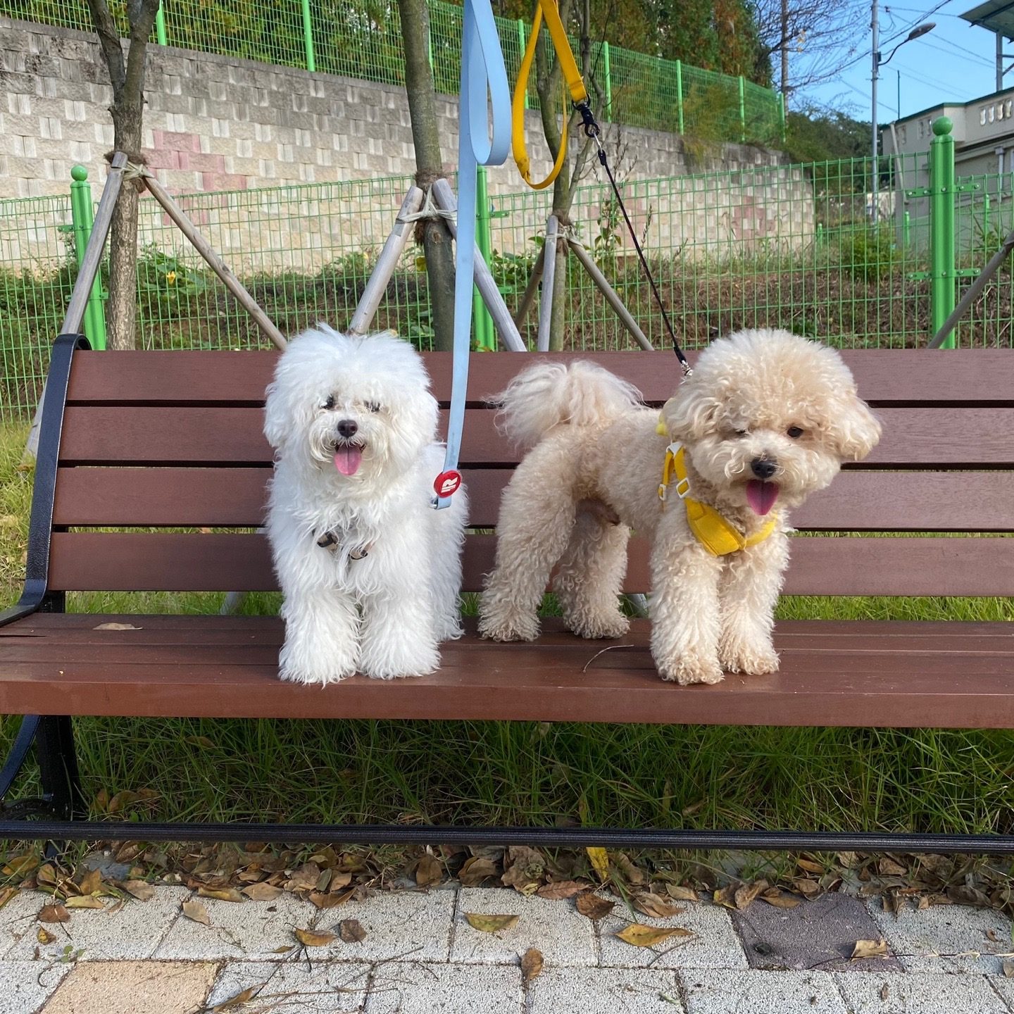 학동 멍댕이애견유치원 산책🍂