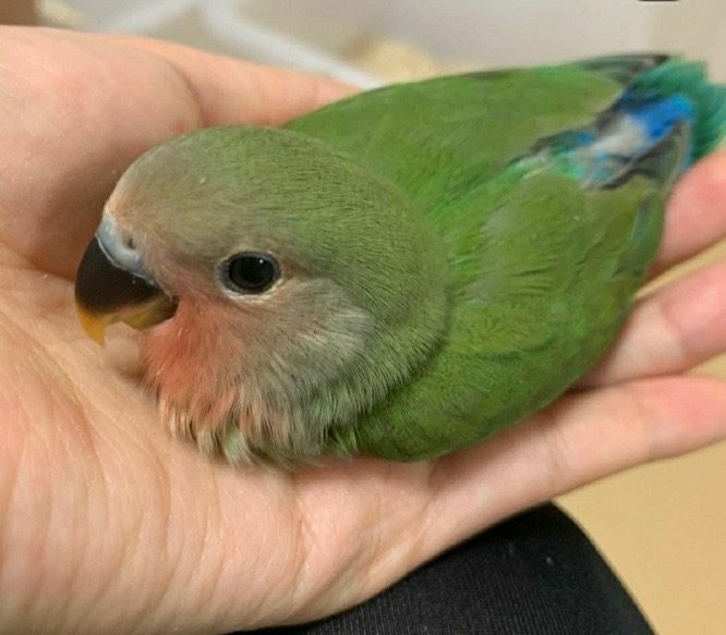 🐥아이들 감수성과 인성발달을 위해 앵카페로 놀러오세요!🐥