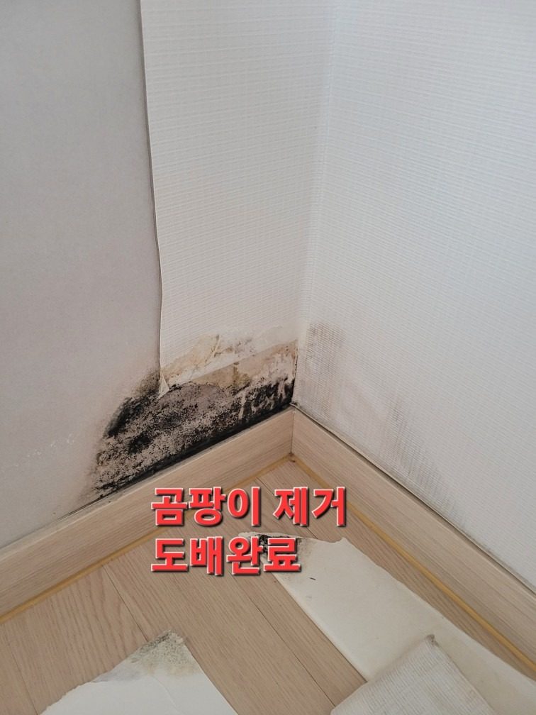 벽면코너 곰팡이 제거후 도배완료