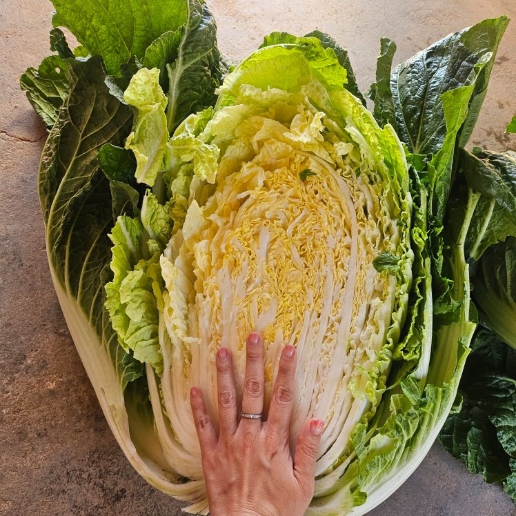 일산 송산농장 picture 3