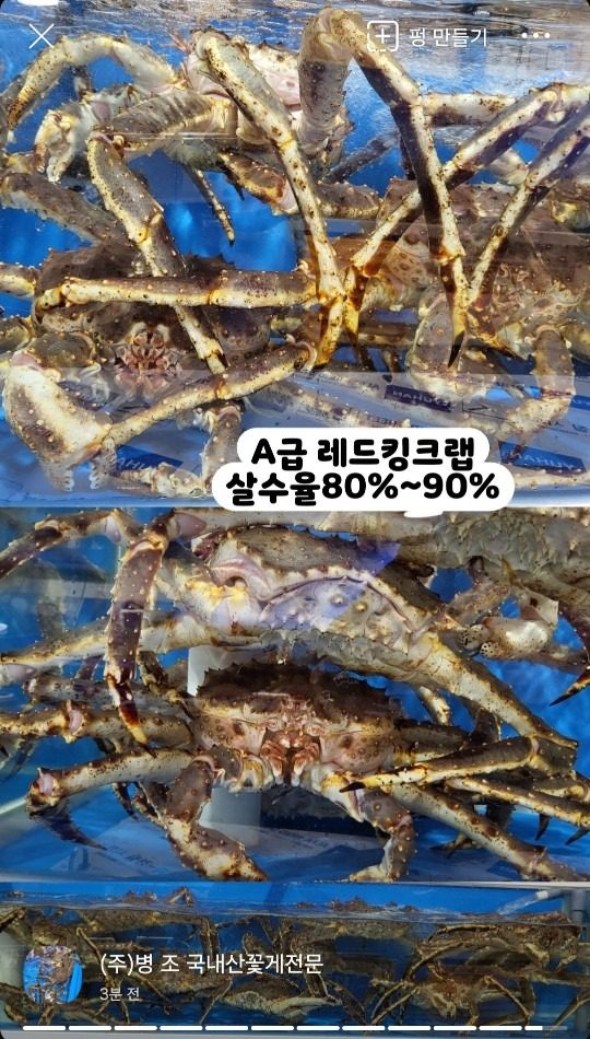 A급 레드킹크랩 2.5kg~3kg이상/A+급 프리모리대게 살수율90%(박달대게)