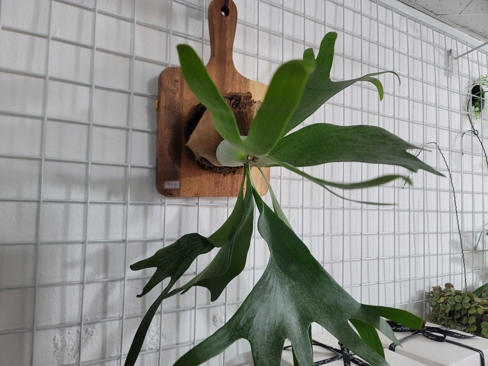 하트꽃화원 picture 0