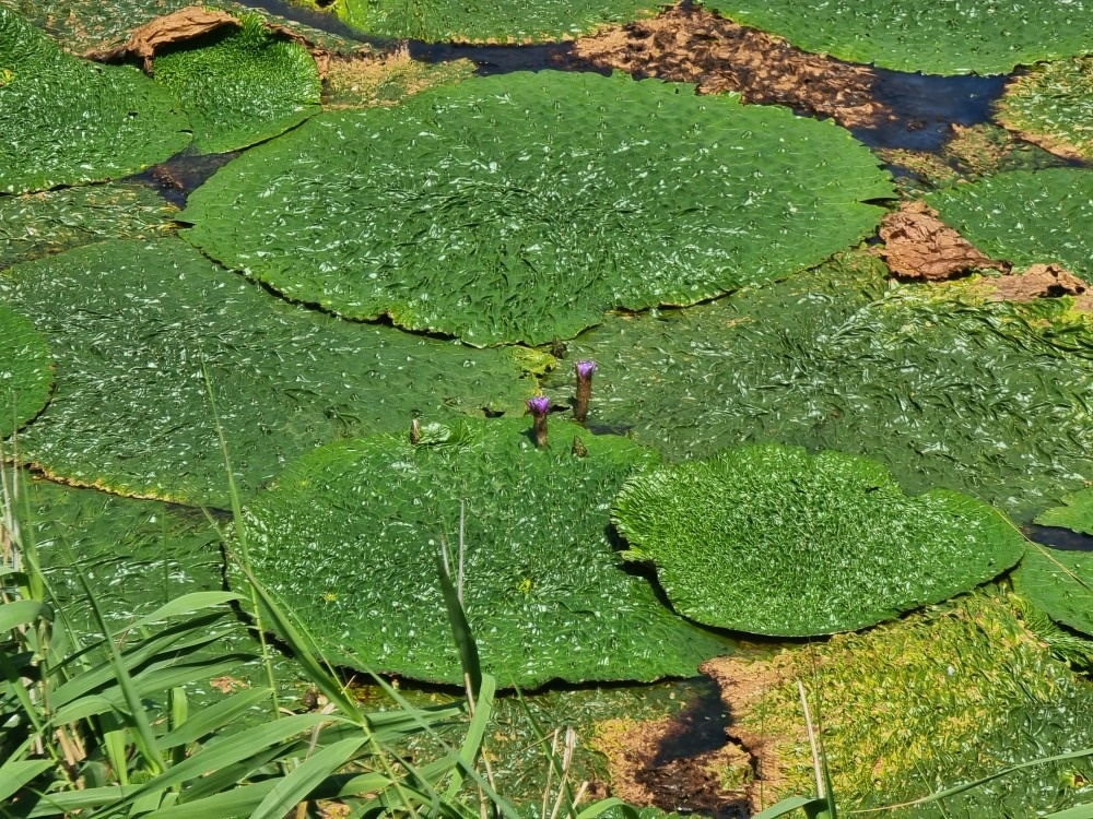 제주식물그림 Botanicalart picture 9