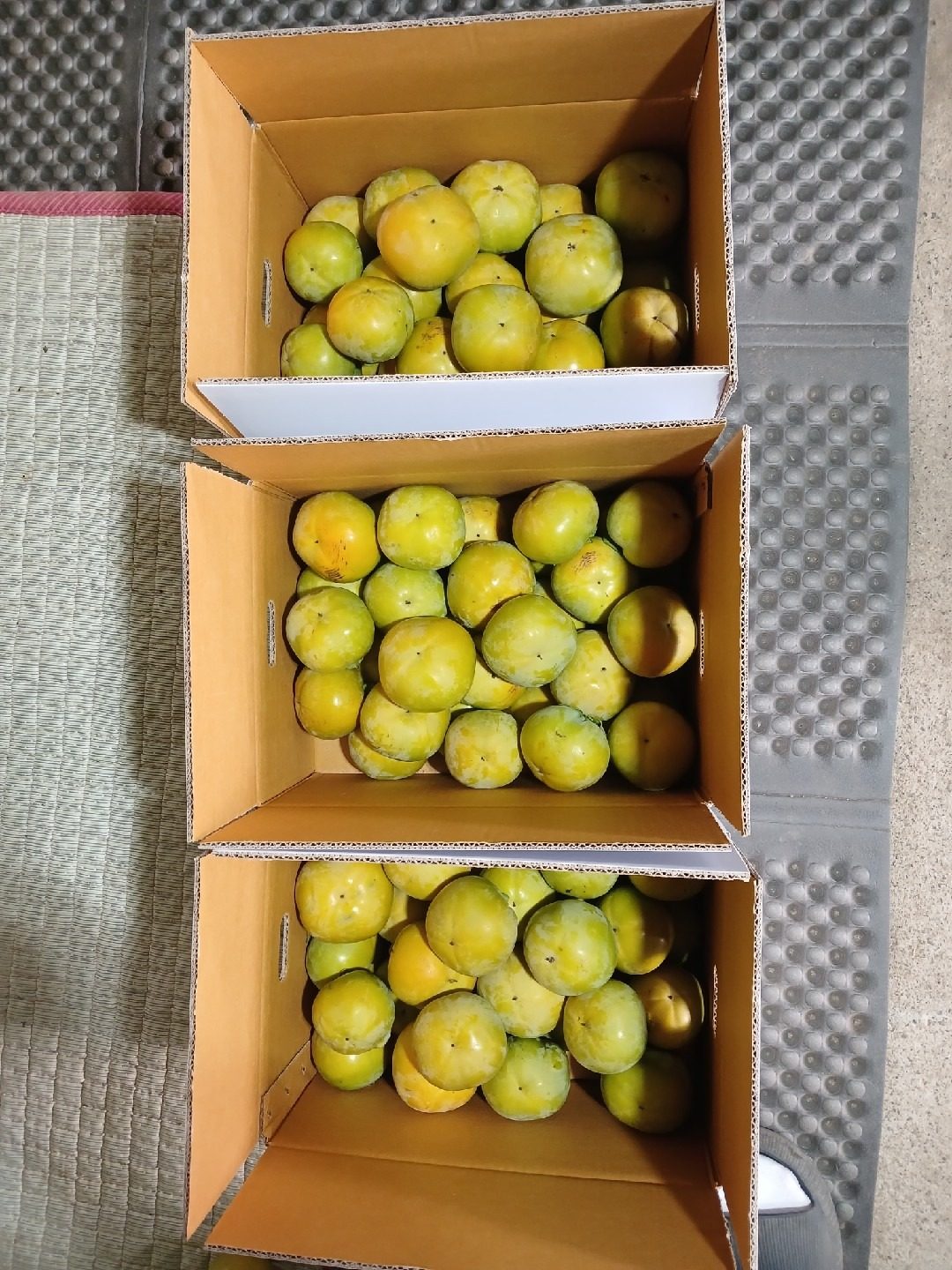경산시  태추단감 5kg 2만원 무료배송!!