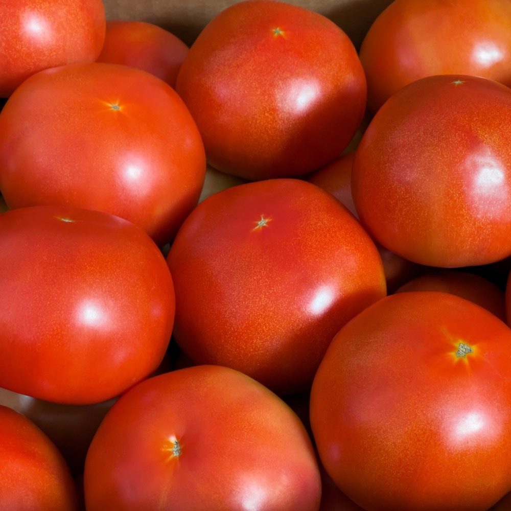 한정 특가🎉🍅 완숙 찰 토마토 9,000원 대~ 빨리 가져가세요