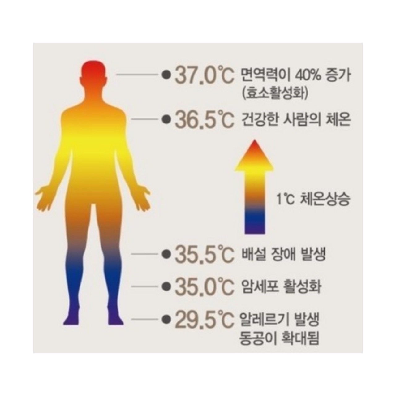 체온다이어트가 뭐예요? 