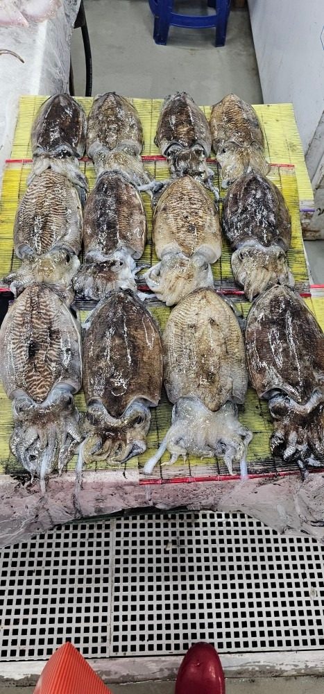 🦑서해 군산 프리미엄 갑오징어 판매 🦑