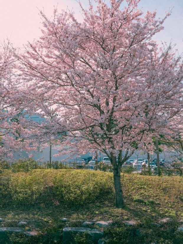 🌸우리 같이 운동할까요🌸