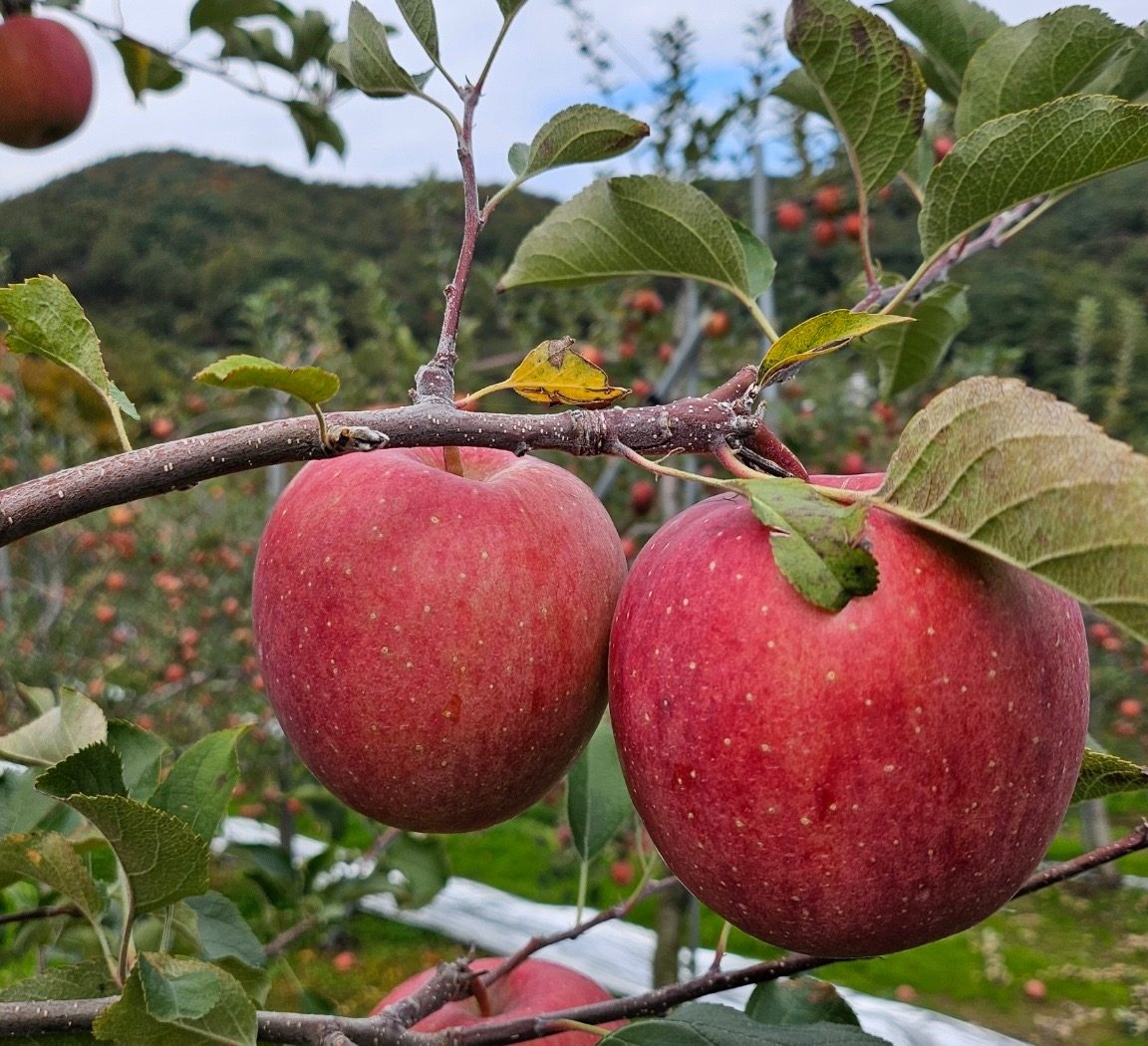 달콤아삭 맛있는 부사 🍎 츄르릅~과즙이 엄청나요