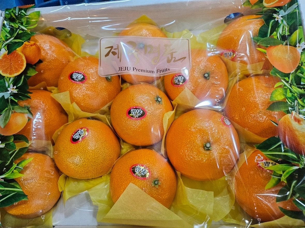 과즙이 주르륵~! 🍊제주도 황금향🎄정품&선물용🎁🎅🏻