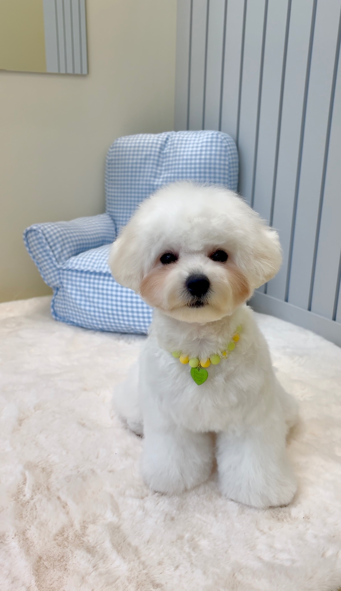 멜로우퍼피 picture 0