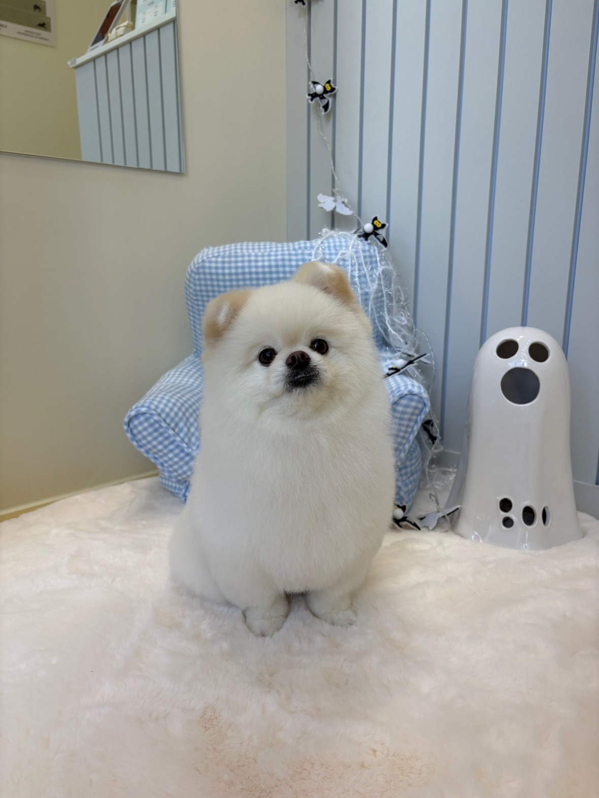멜로우퍼피 picture 8