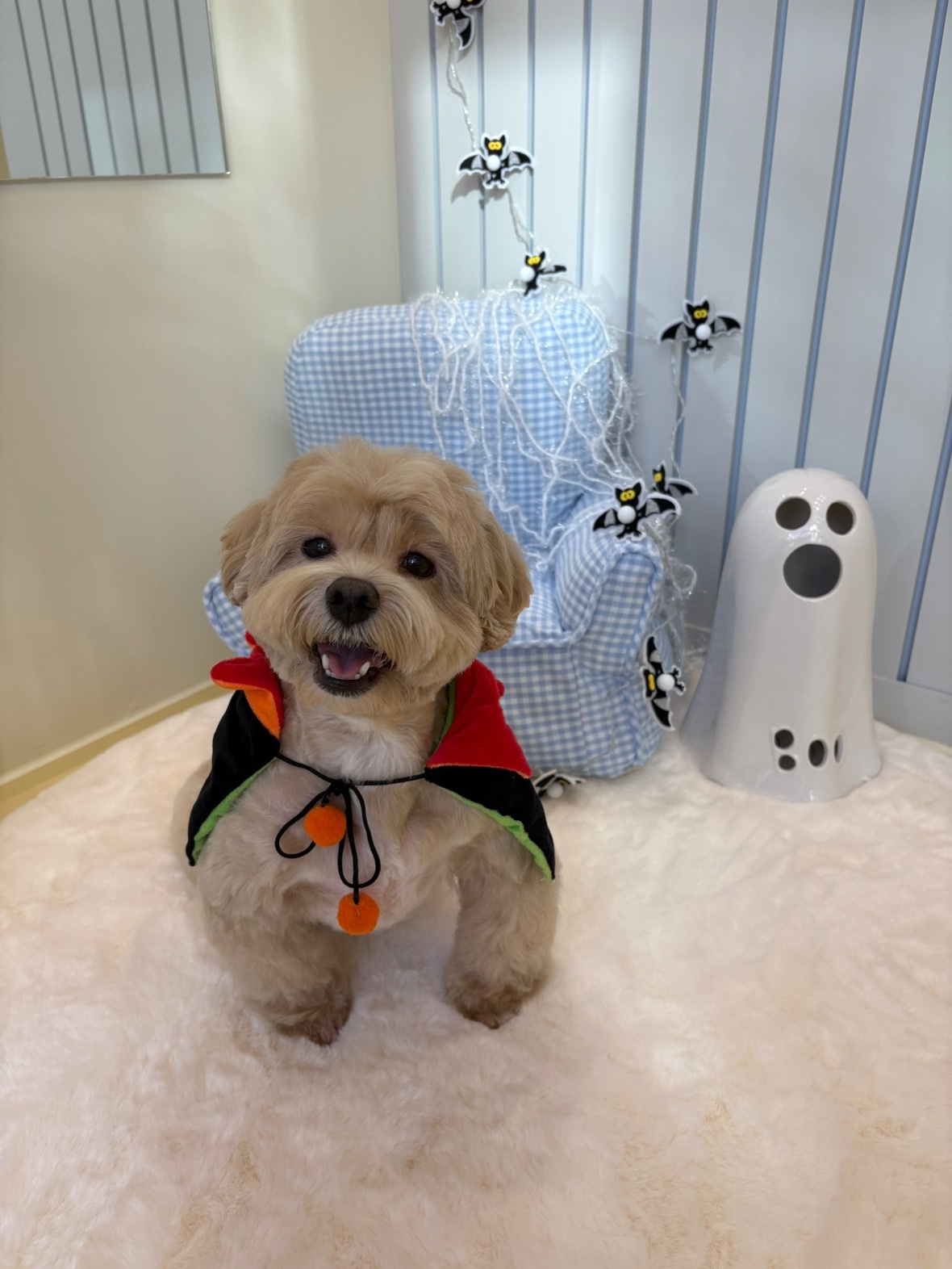 멜로우퍼피 picture 1