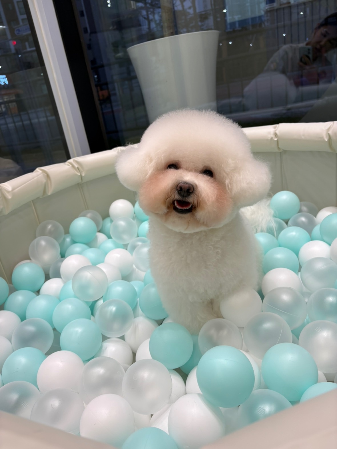 멜로우퍼피 picture 5