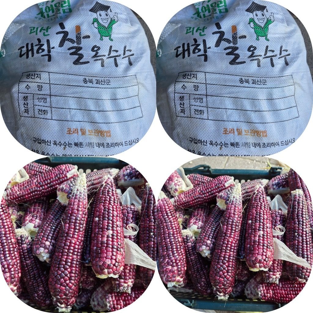 괴산대하 흙찰옥수수 구입하세요 ~~