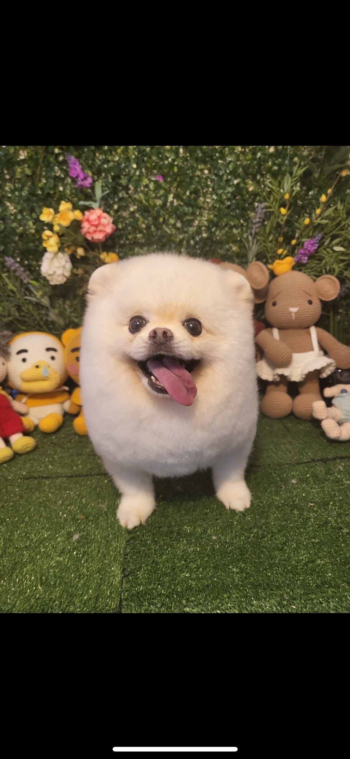 벨롱펫그루밍 picture 8