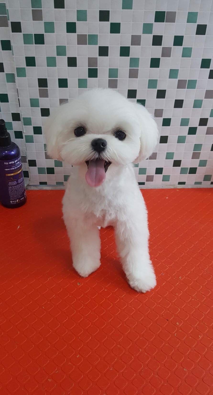 벨롱펫그루밍 picture 9