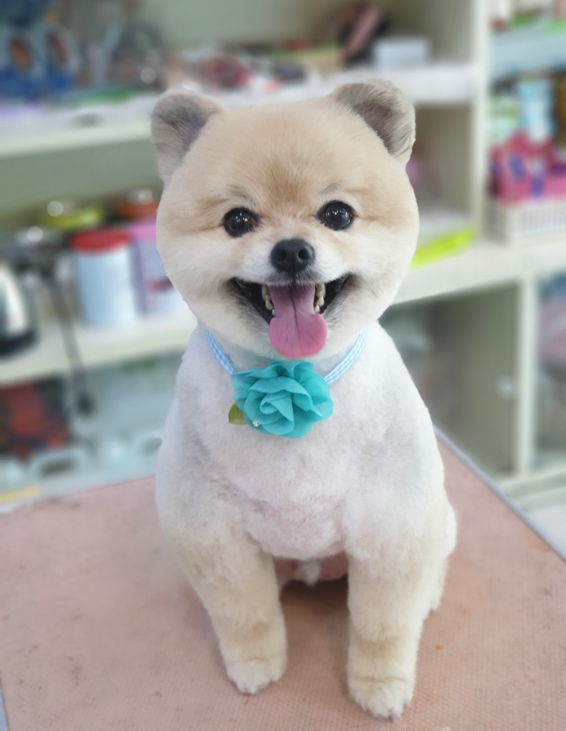 벨롱펫그루밍 picture 6