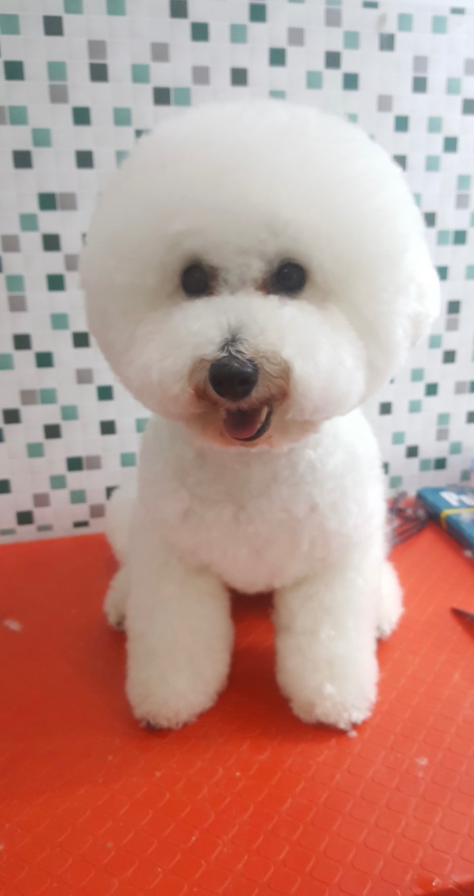 벨롱펫그루밍 picture 7
