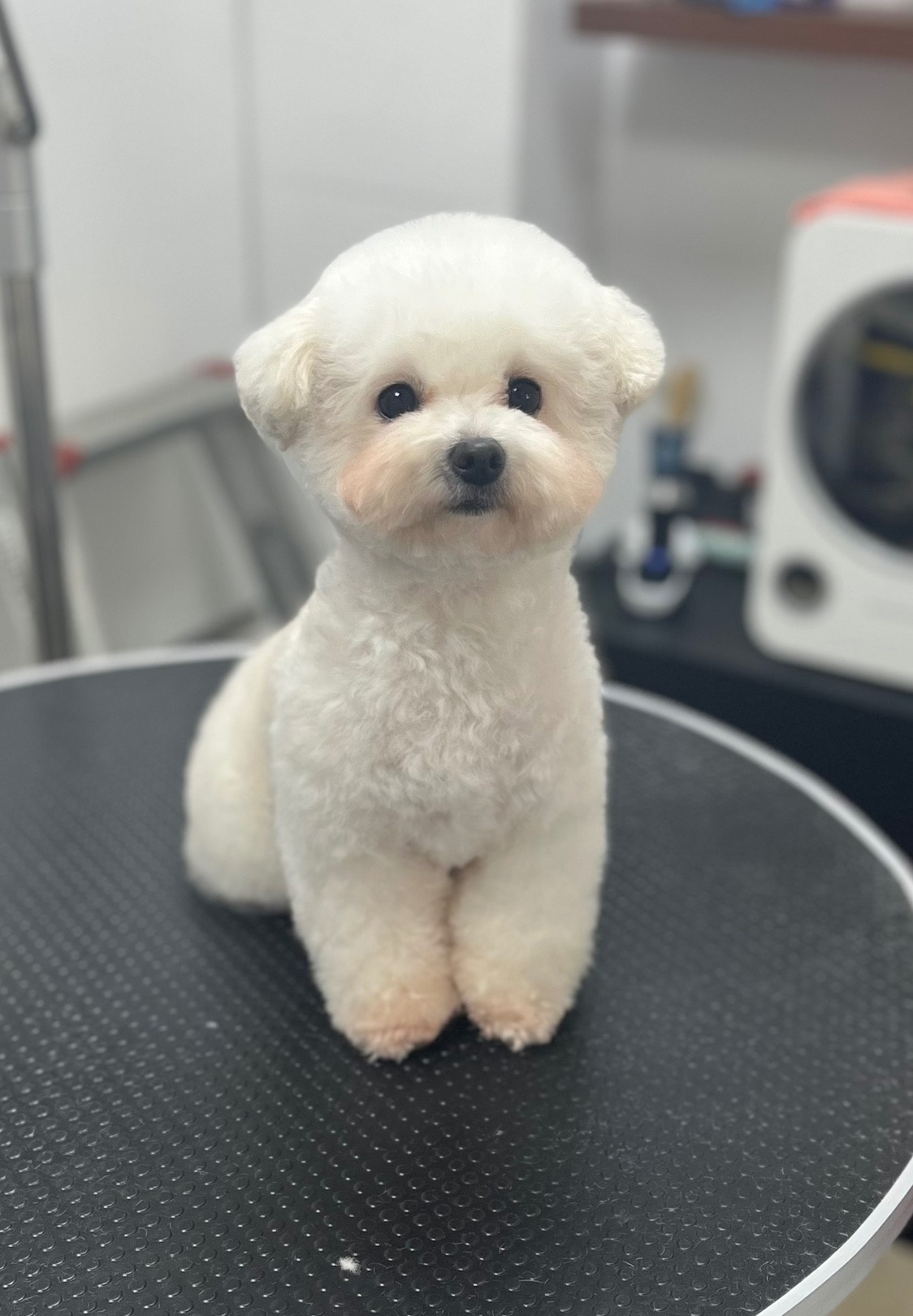 벨롱펫그루밍 picture 4