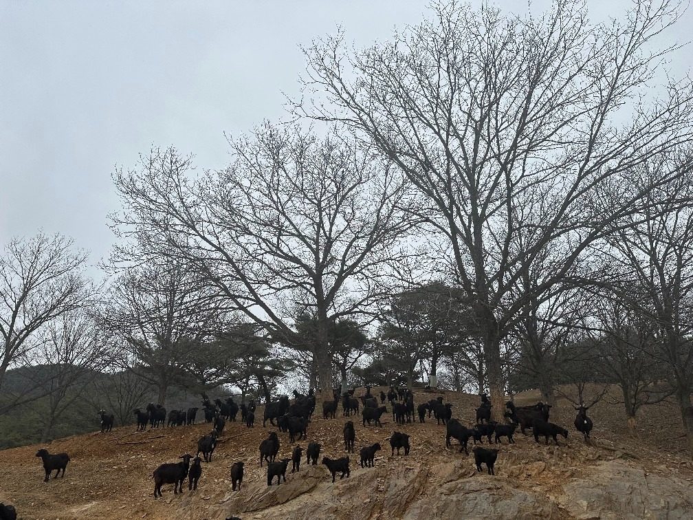 흑염소진액.! 충북 옥천산골 자연방목하여 산약초먹고 자란 건강한흑염소 (약 내리는과정) 