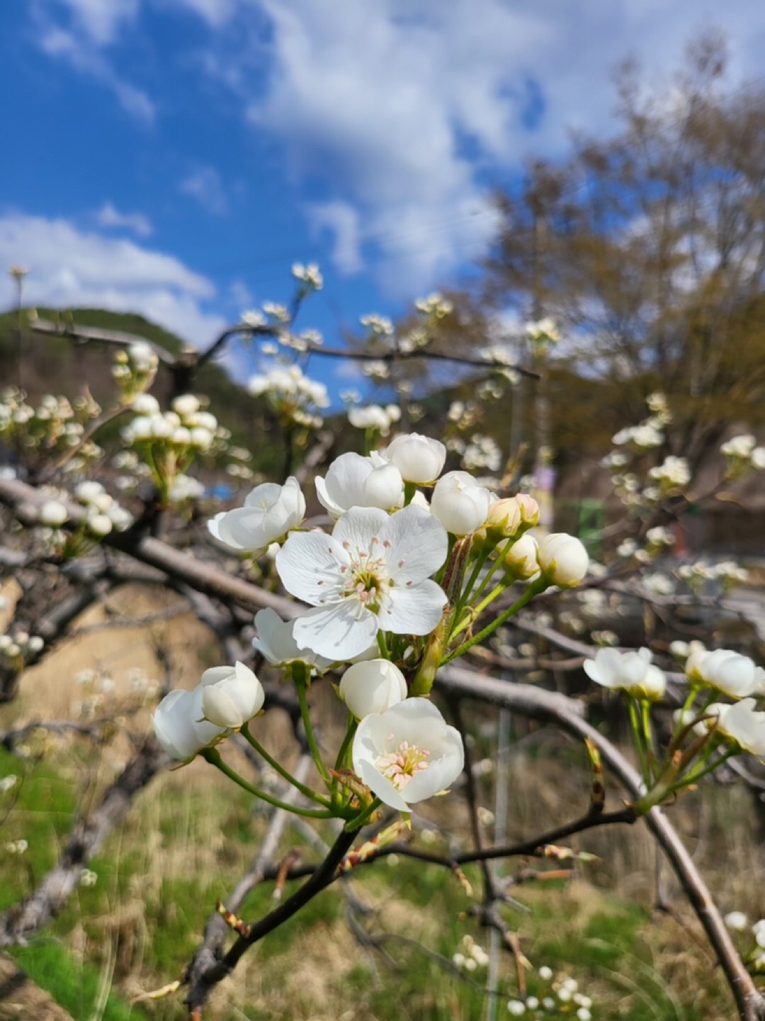 산골농원 picture 4