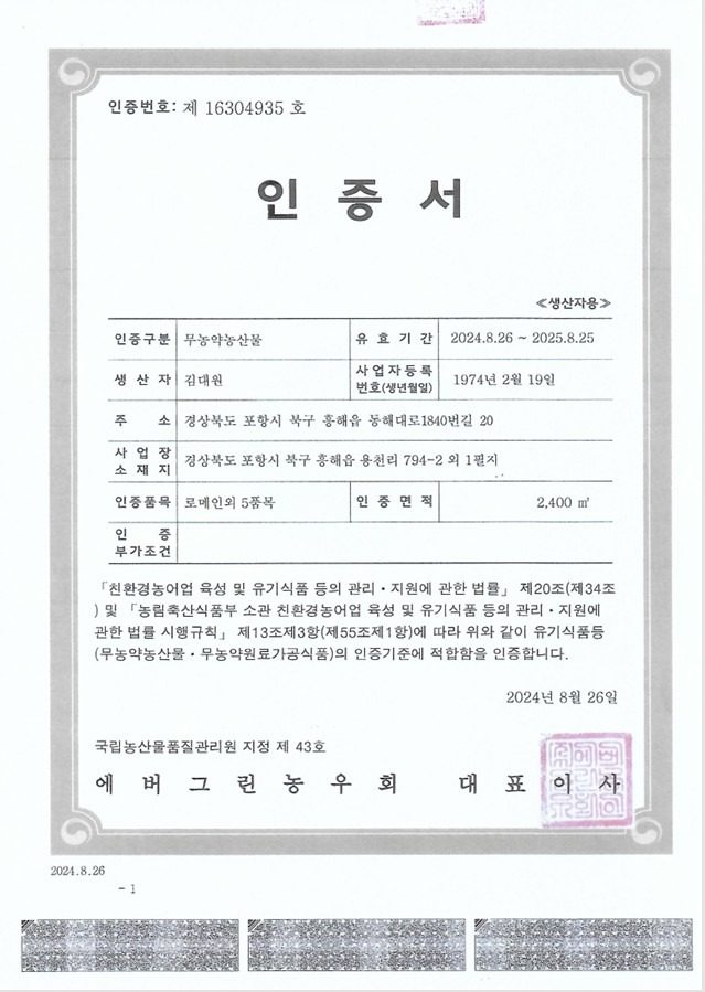 바나듐 성분 함유 유럽상추 맘껍 드실수있습니다