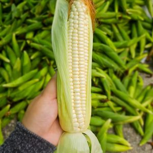 마지막❗️맛도리 미백 찰옥수수 🌽