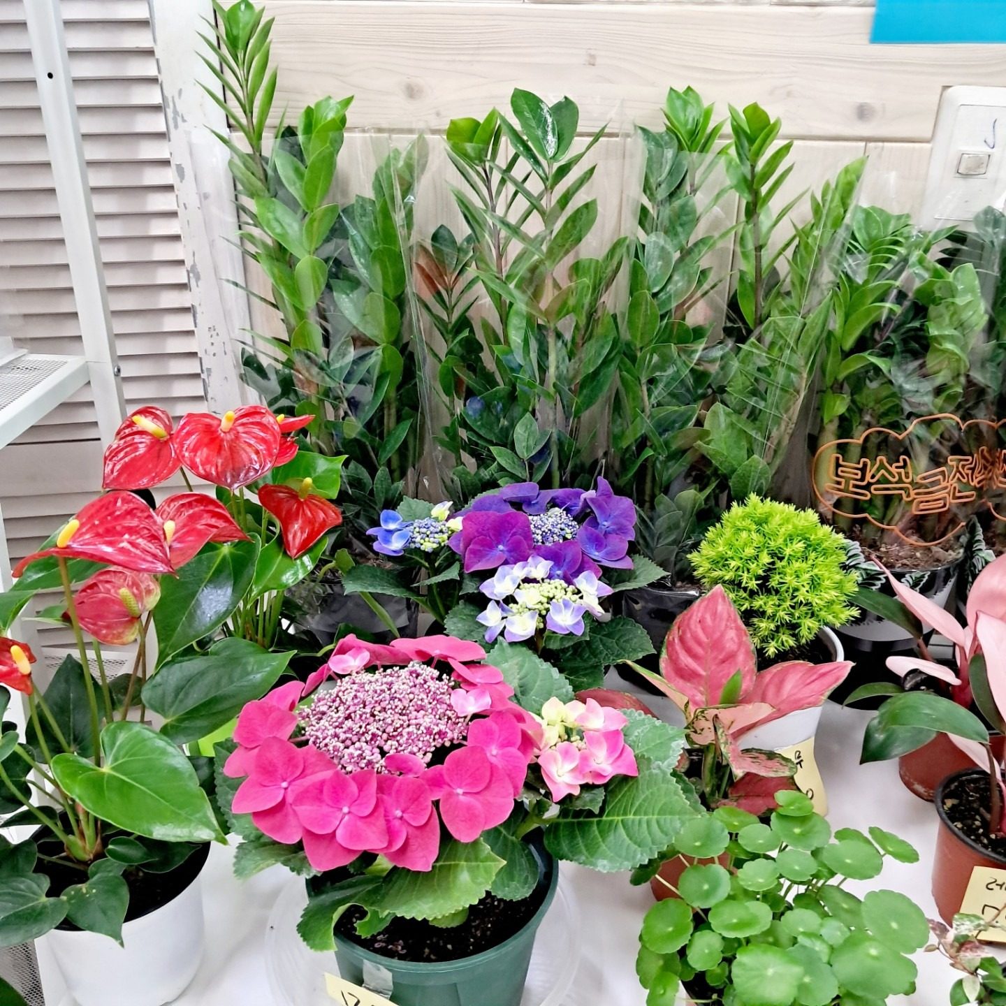 [상계역꽃집 블루밍포유]금전수 할인 행사(~5/31)
