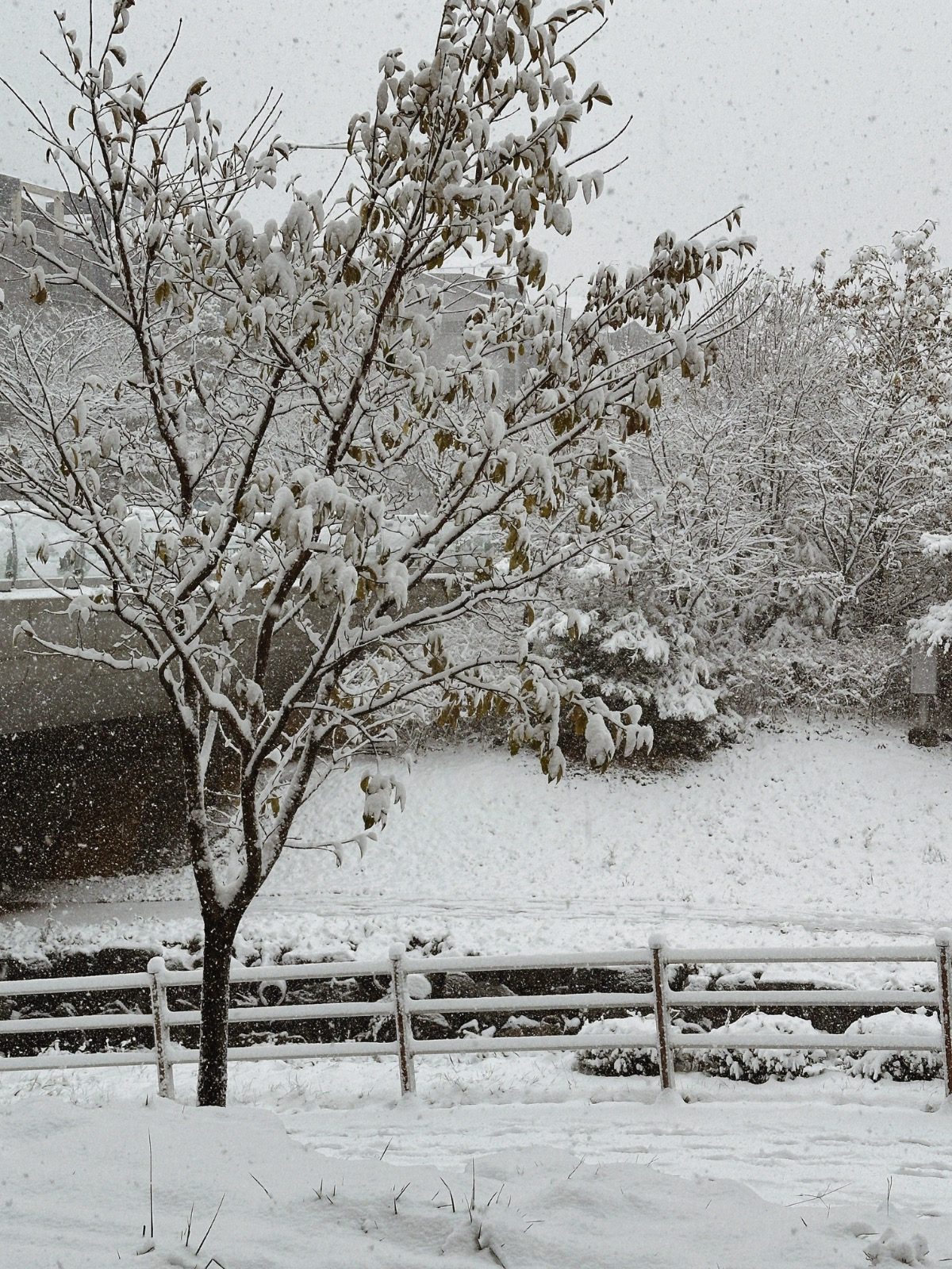 첫눈이에요🌨️💗