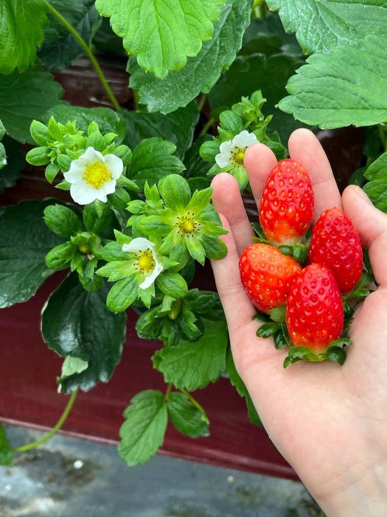 🍓딸기의 계절이 돌아왔어요!!🍓