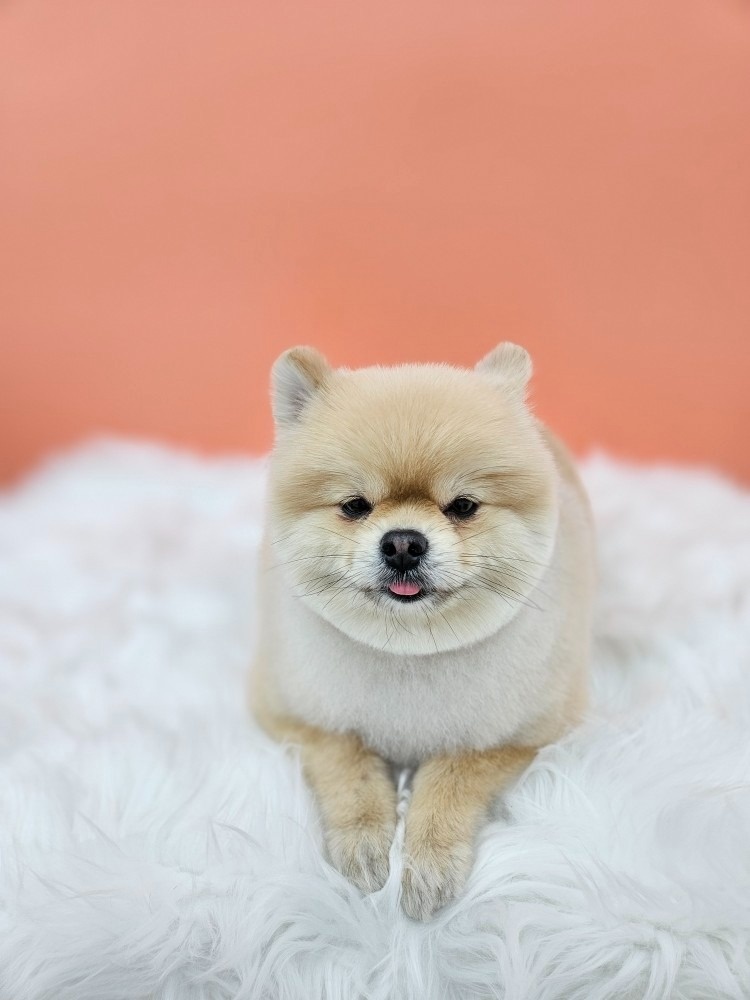 이쁜멍멍 picture 5