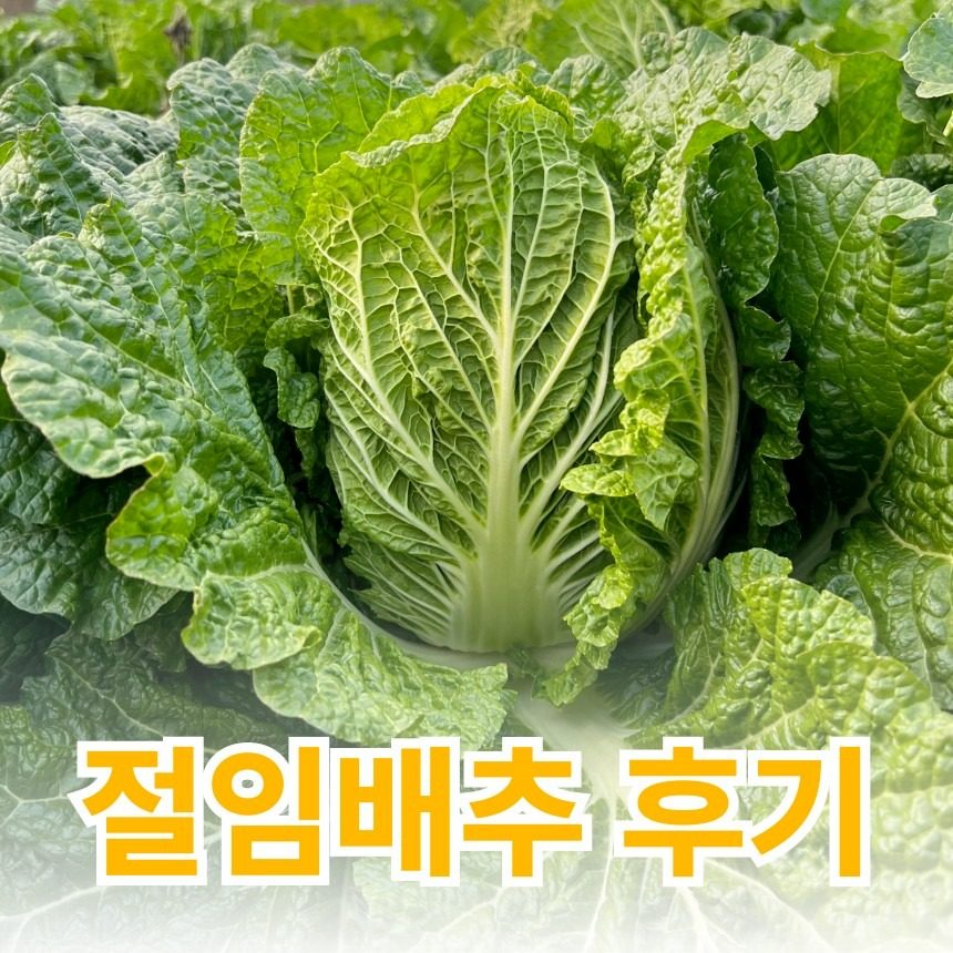 평창 절임배추 실제 고객 리뷰