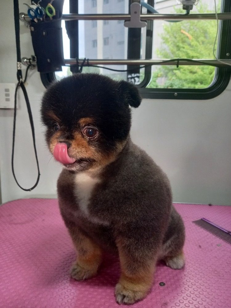 다욧트 할꼬지~~??