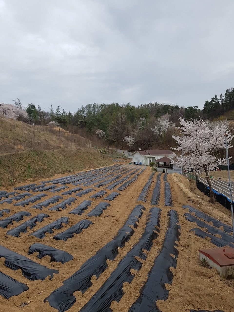 주말농장 