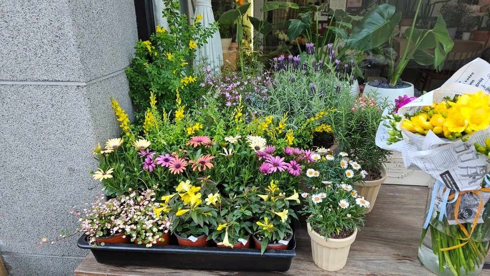 봄맞이 식물 다다익선 이벤트 중입니다🌼