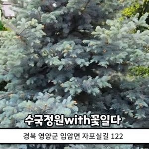 단돈1만원 크리스마스 트리용 은청가문비(S.B.S)  공공동구매