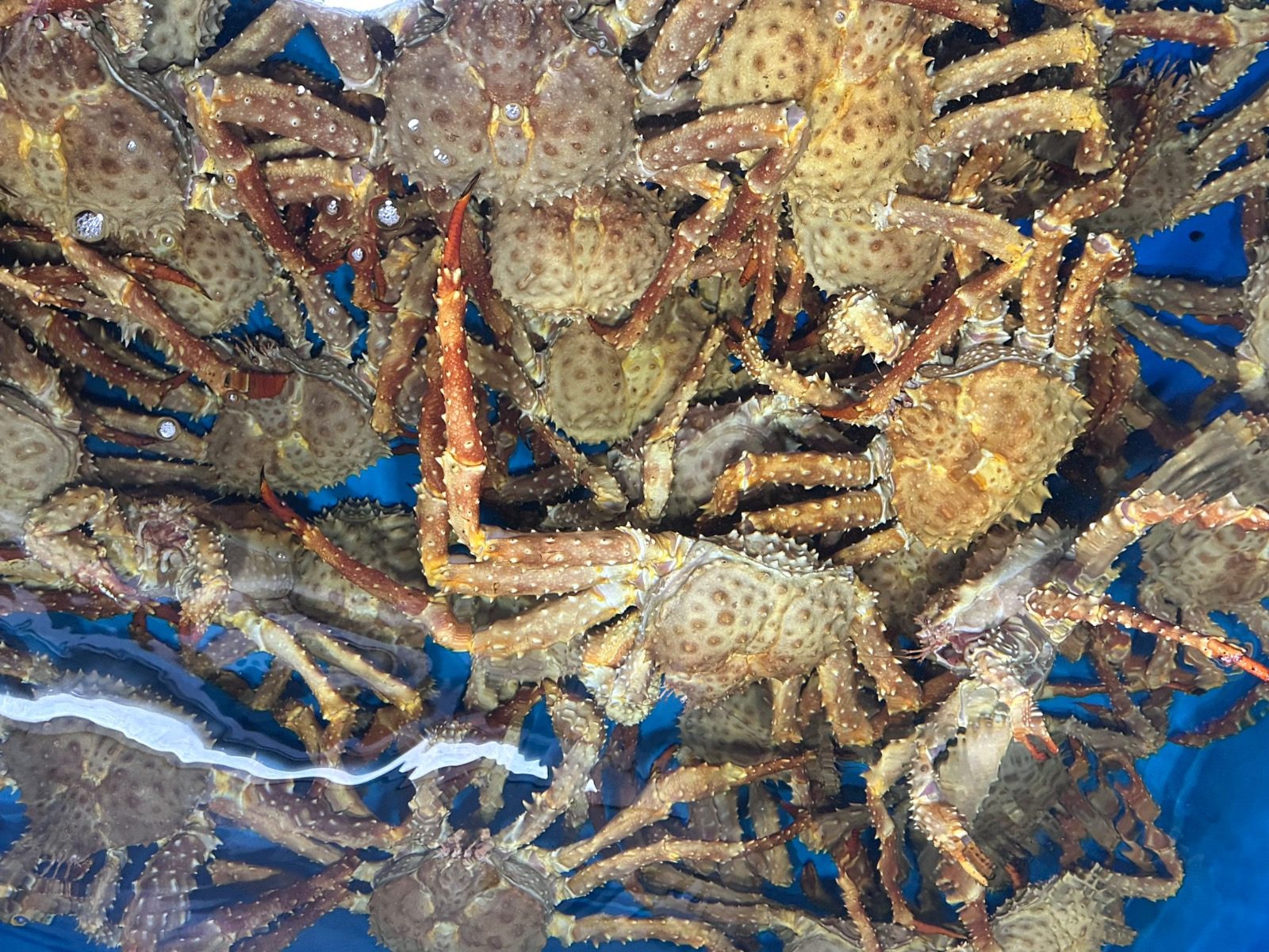 [영도 하이수산]초!복!특!가 할인 행사중🦀🔥
