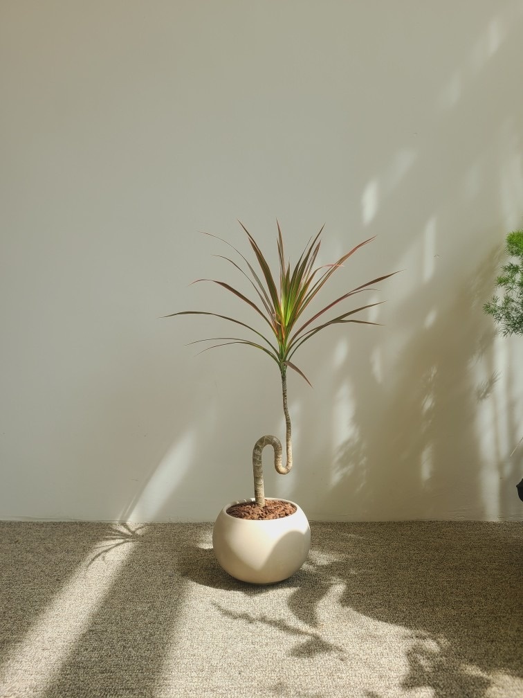 식물가게녹음 picture 1