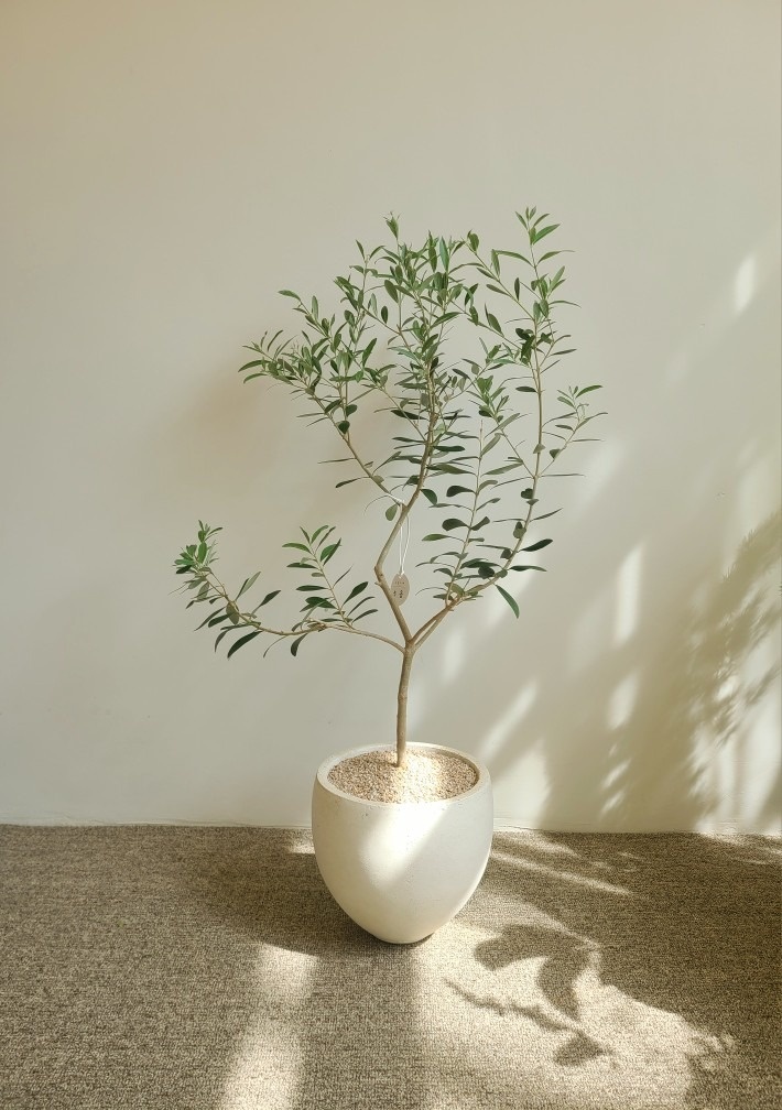 식물가게녹음 picture 2
