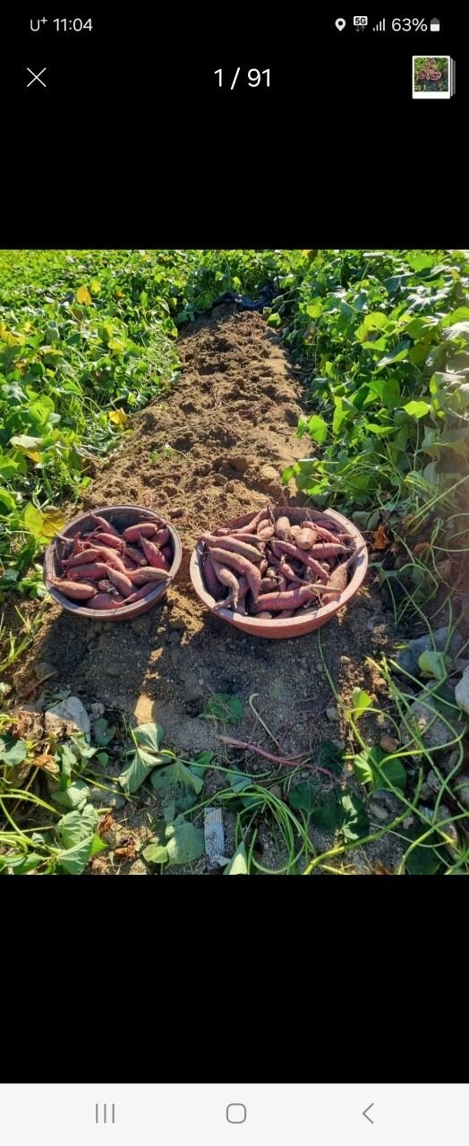 어머니 남원꿀고구마 팝니다10kg3만(택포)