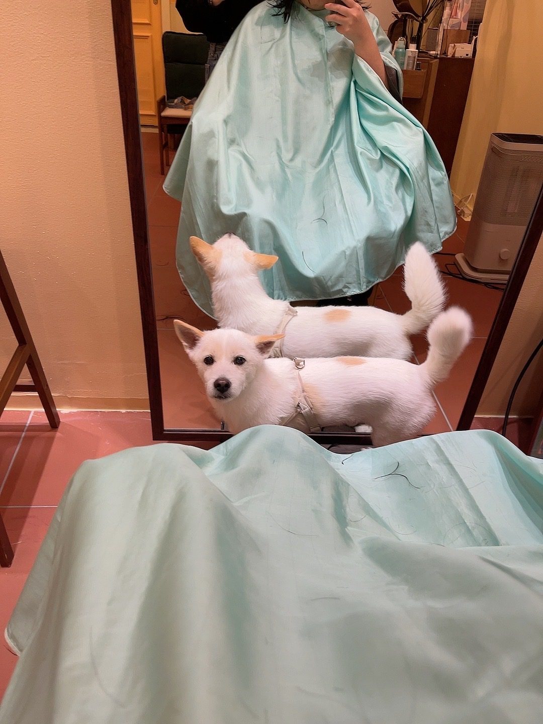 미용실에 강아지