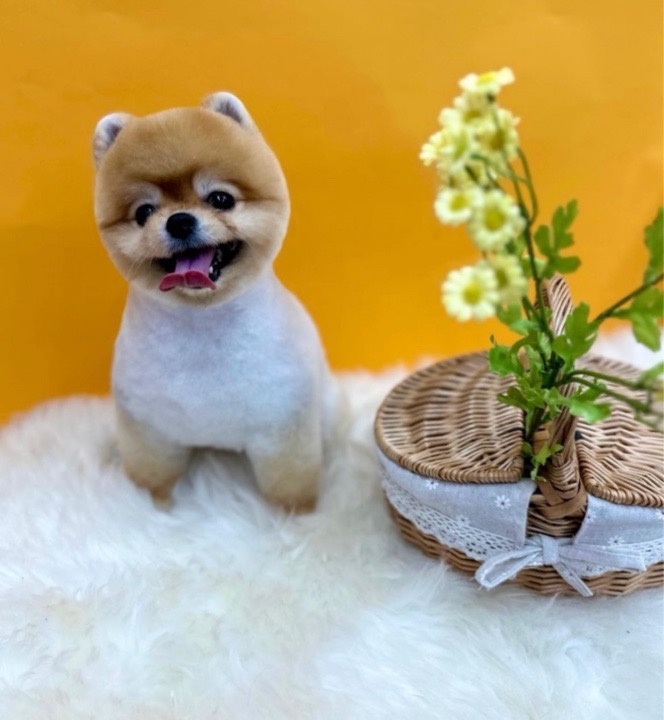 전포동 반려견미용실 몽아뜨 picture 0