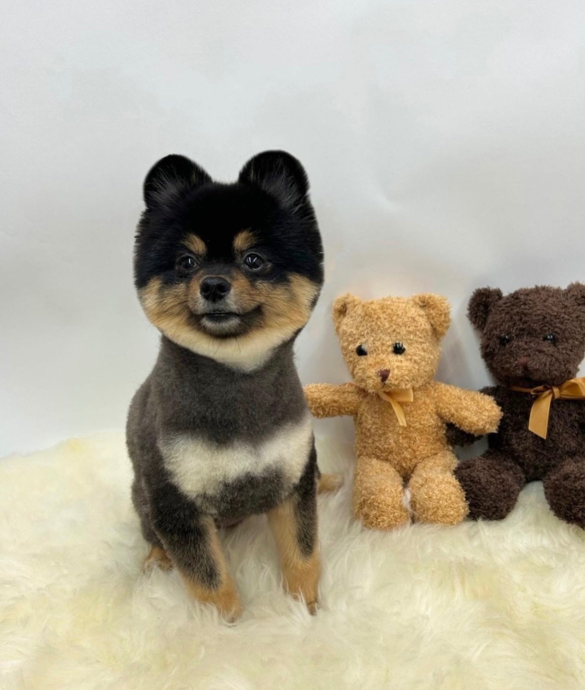 전포동 반려견미용실 몽아뜨 picture 1