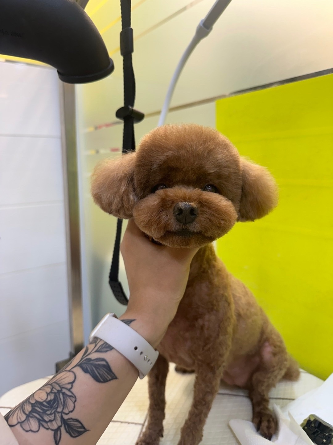 전포동 반려견미용실 몽아뜨 picture 2