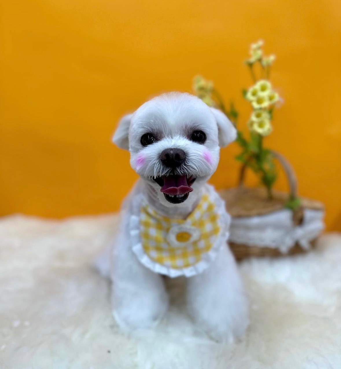 전포동 반려견미용실 몽아뜨 picture 4