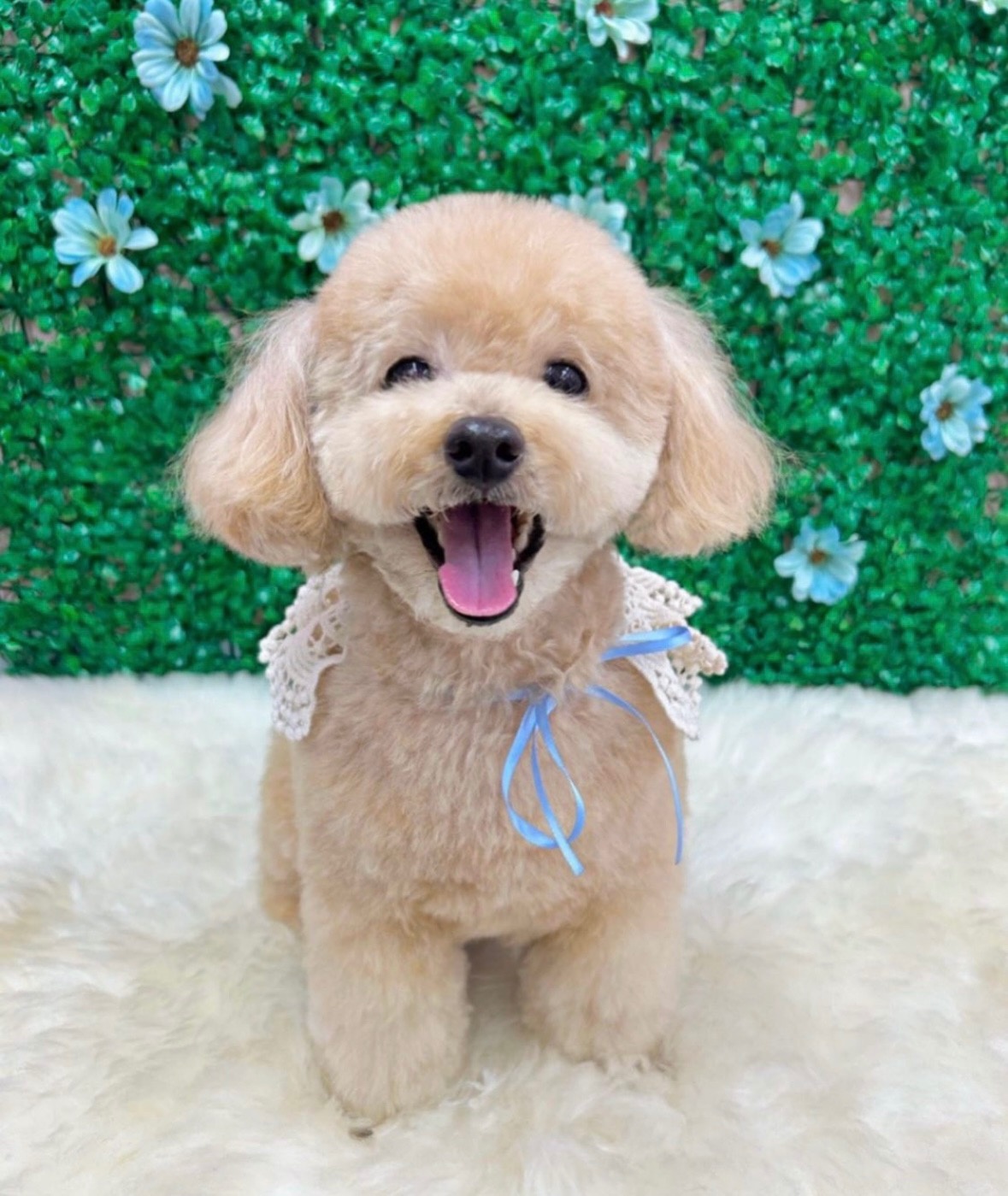 전포동 반려견미용실 몽아뜨 picture 5
