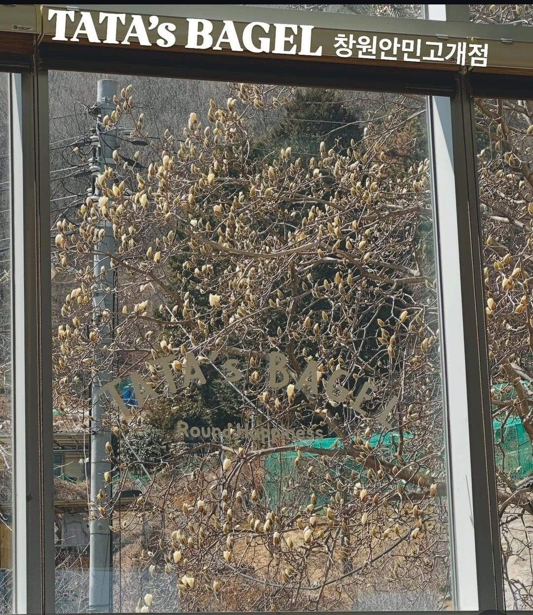 목련 개화소식